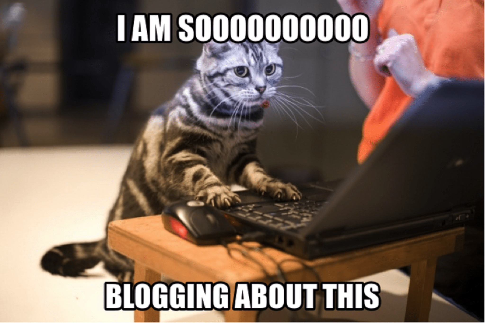 blogging cat.png