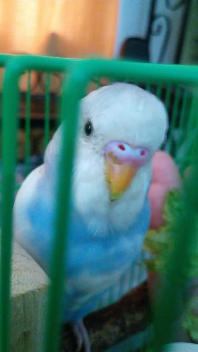 R.I.P King Arthur, Pet Extraordinaire and Best Friend (June 14, 2016 – June 24,&nbsp;2017)